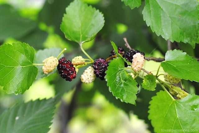 Mulberry-Ginger Sorbet - a refreshing summer dessert that uses the free berries growing in your yard! Can also be made with blackberries. | foxeslovelemons.com