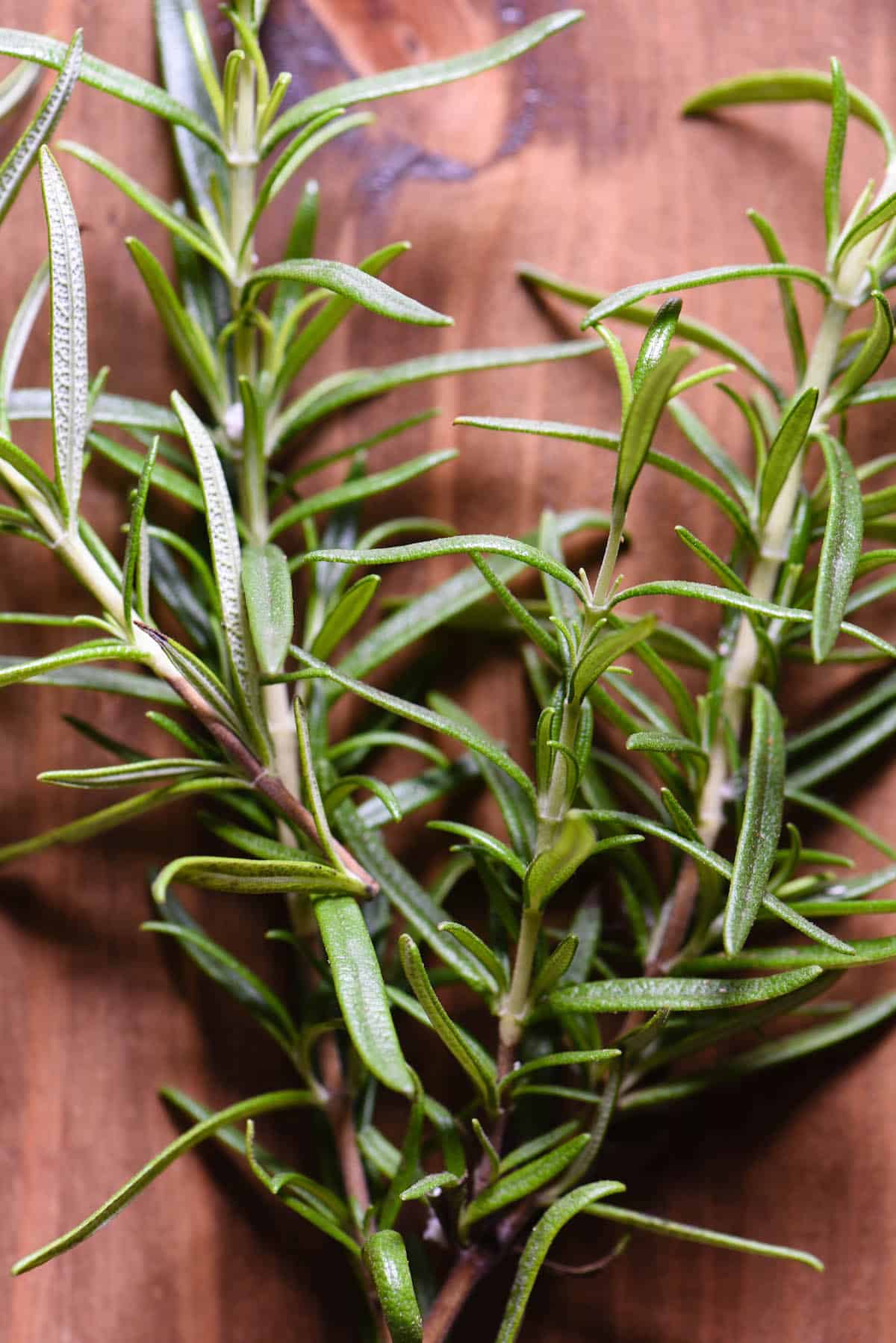 Fresh rosemary sprigs on wooden background.