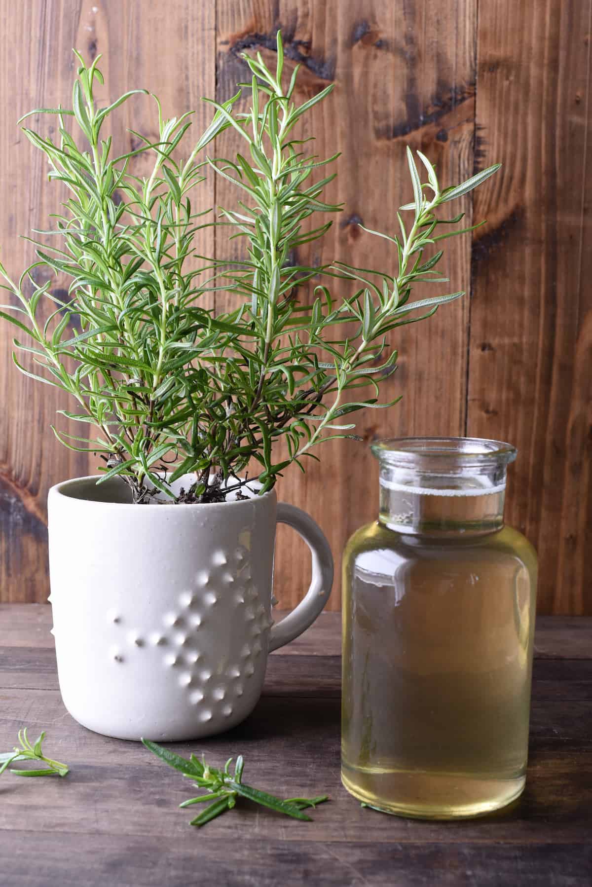 Small bottle of rosemary simple syrup and rosemary plant against wooden backdrop.